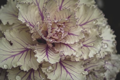 特写摄影中的白紫花